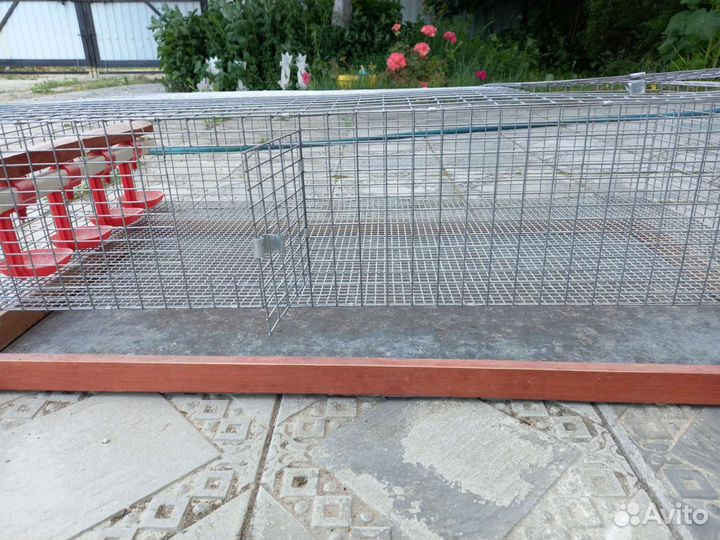 Брудер для содержания птенцов перепелок