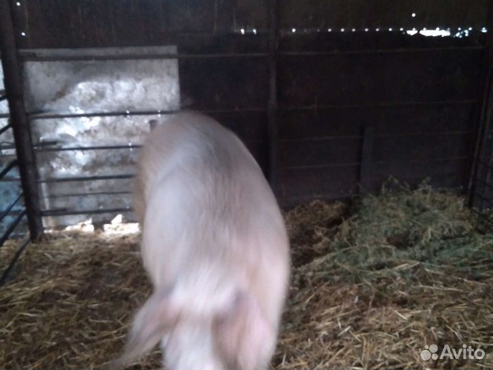 Рабочий хрячёк