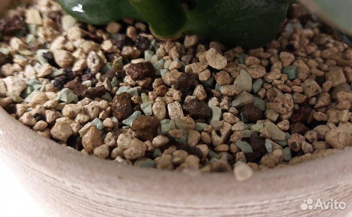 Крассула Овата Обликва Толстянка денежное дерево