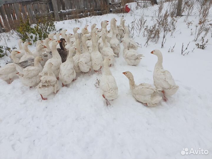 Гуси домашние