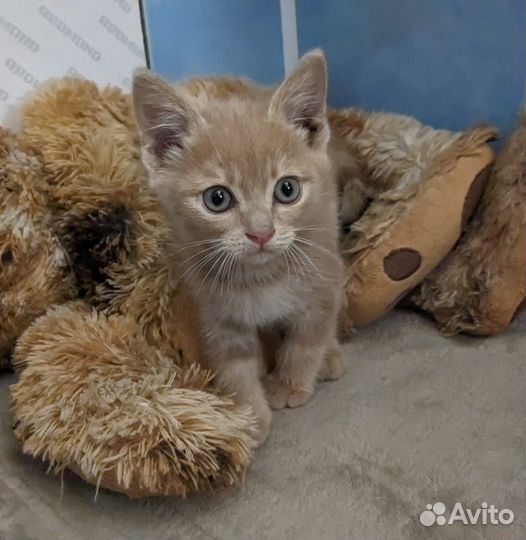 Рыжий красавец с удивительными глазами