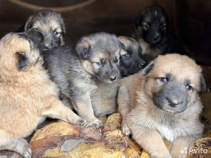 Щенки