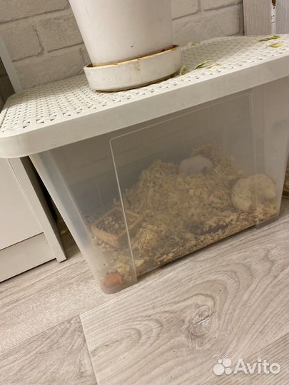 Джунгарский хомяк с клеткой бесплатно