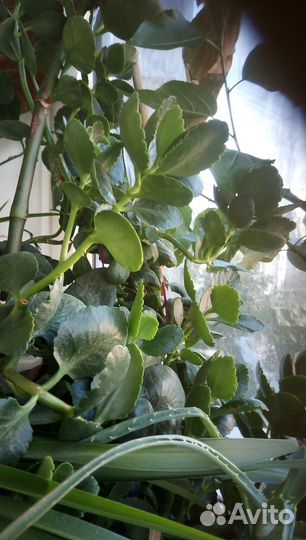 Цветы комнатные