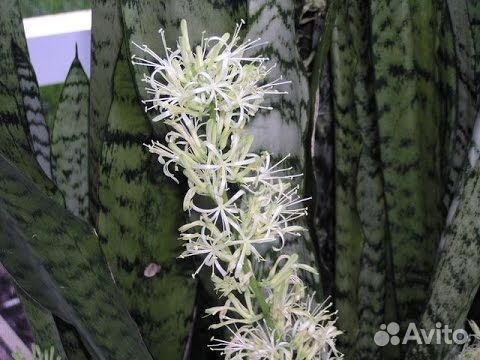 Комнатные растения