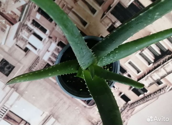Алоэ вера растение