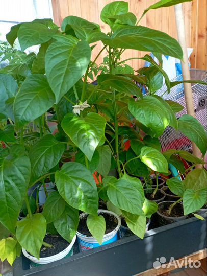 Рассада помидор, перцев, баклажан