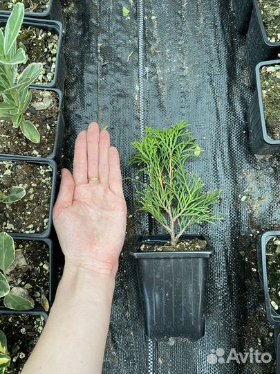 Туя смарагд