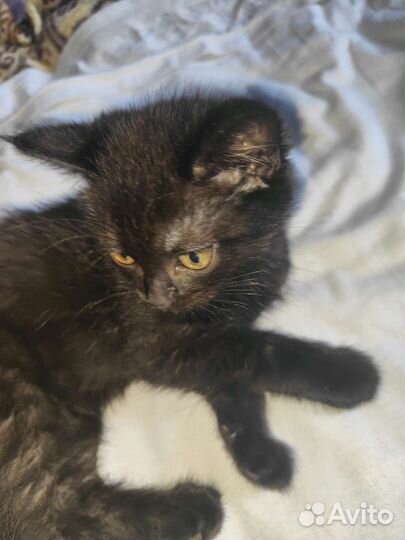 Котята в добрые руки бесплатно