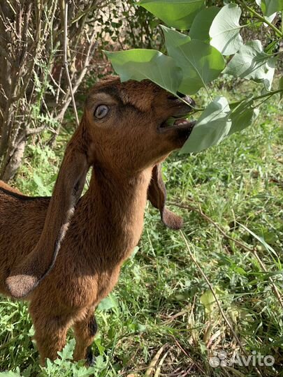 Коза нубийская