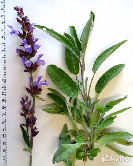 Шалфей лекарственный