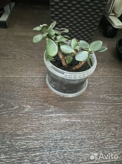 Толстянка, Сингониум