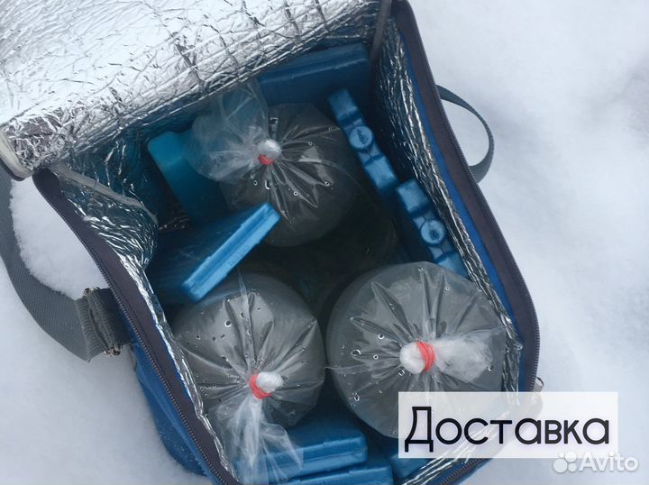 Креветки Амано. Доставка. Самовывоз