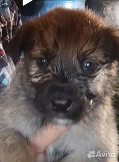 Щенята мальчики