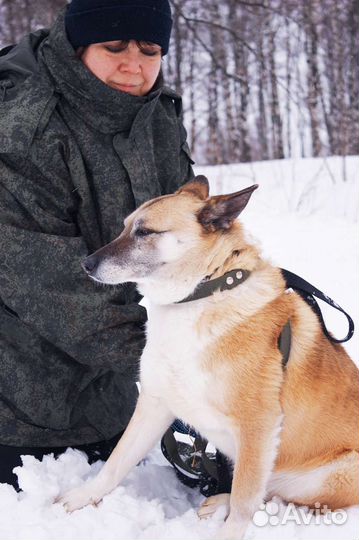 Трусливая собака страдает в приюте