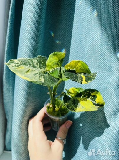 Редкие комнатные растения-Сингониумы