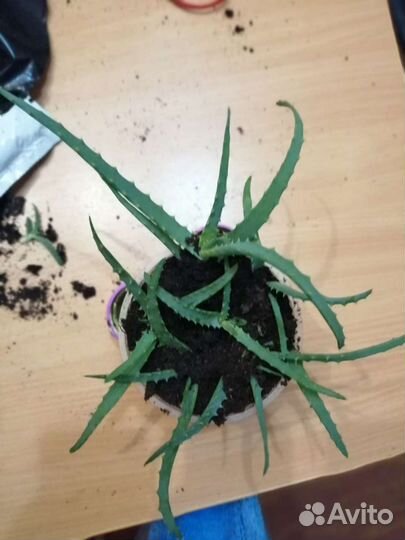 Алоэ ростки