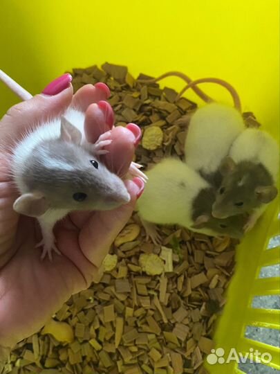 Крыса Дамбо