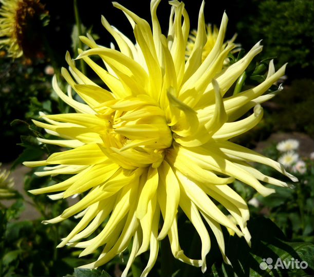 Цветы георгины