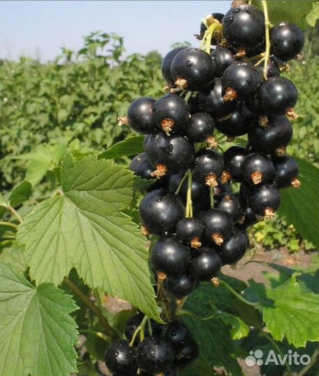 Саженцы черной cмородины Багира и Чёрный жемчуг