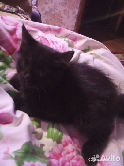Отдам кошечку