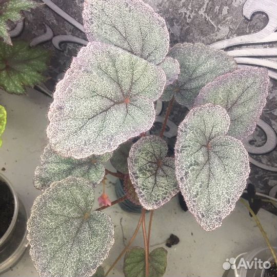 Декоративно лиственная бегония