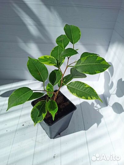 Укоренённые и свежесрезанные черенки фикуса