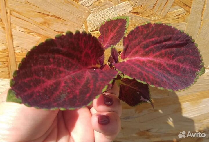 Колеусы вегетативные