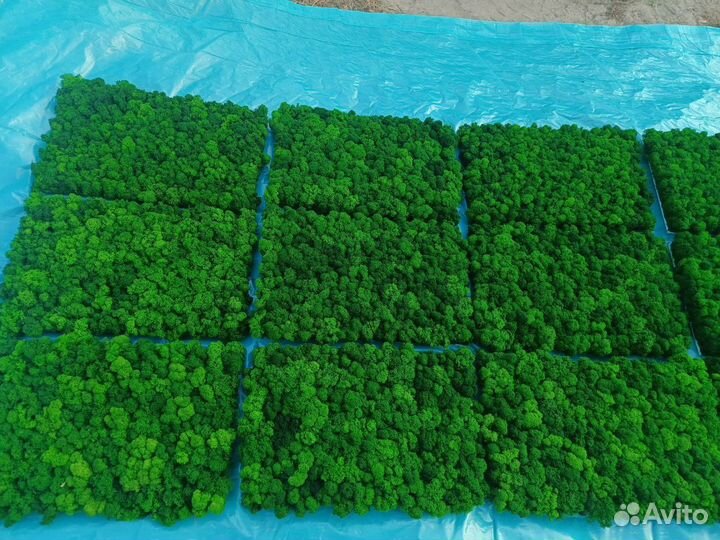 Оригинальные панно из мха a-9375