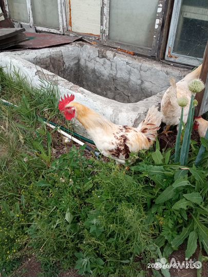 Продам петуха