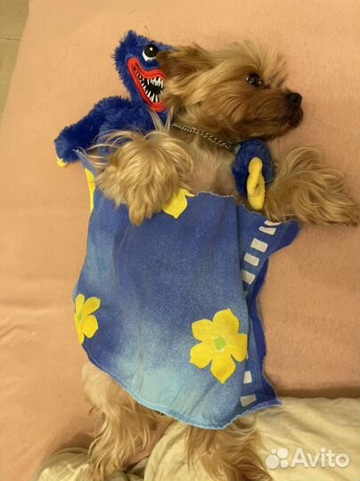 Вязка йоркширский терьер