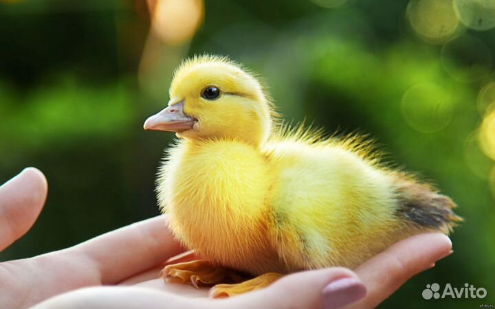 Суточные Цыплята, Индюк, Гусь, Утята, муларды