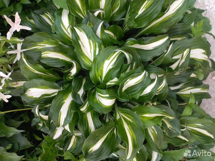 Хоста волнистая Медиовариегата