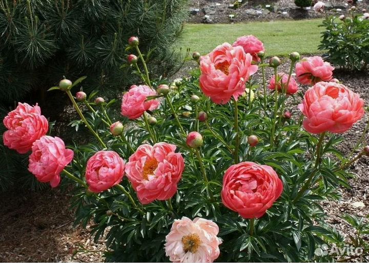 Пионы саженцы