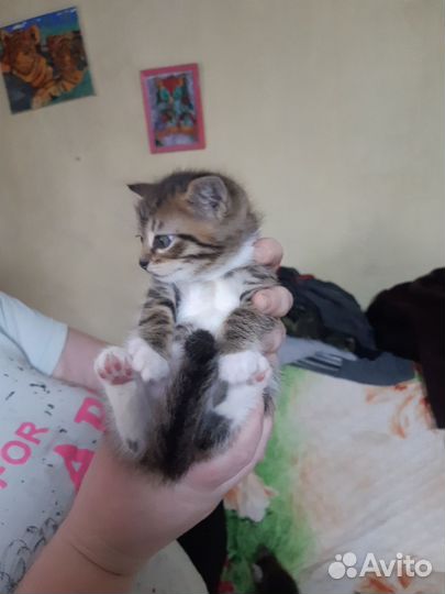 Кошка