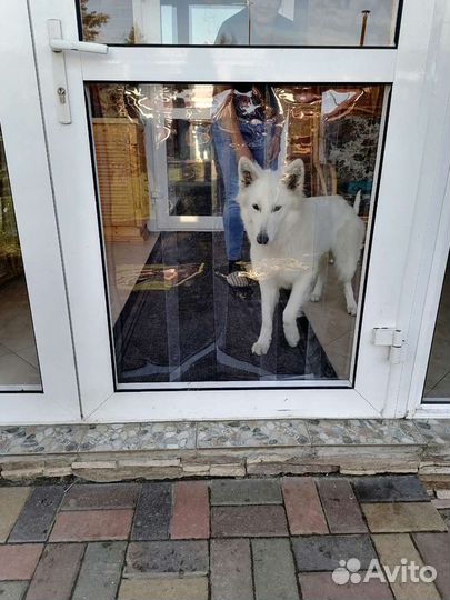 Шторка для животных (1 полоса 200)