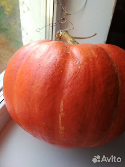 Тыква оптом