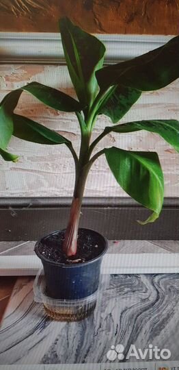 Банан, Маракуйя, Олива, Кофе, Мирт и т.п