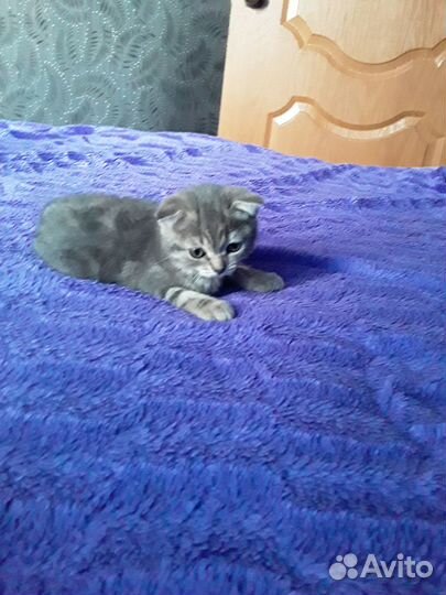 Кошка 2 месяца