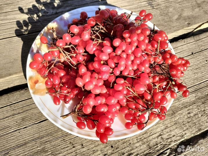 Калина ягода на веточках