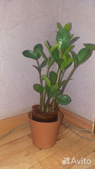 Замиокулькас