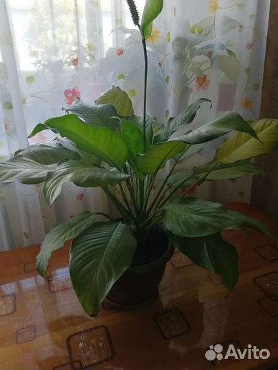 Спатифиллум