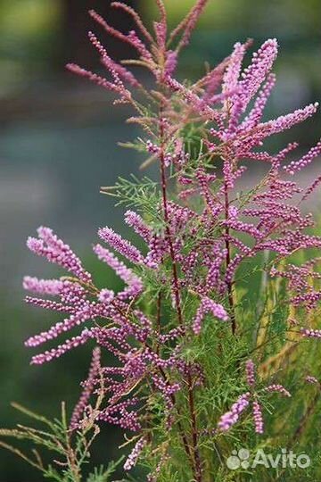 Многолетнее растение для сада Тамарикс