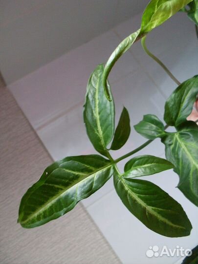 Сингониум ушковый