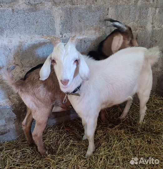 Англо нубийские козлики