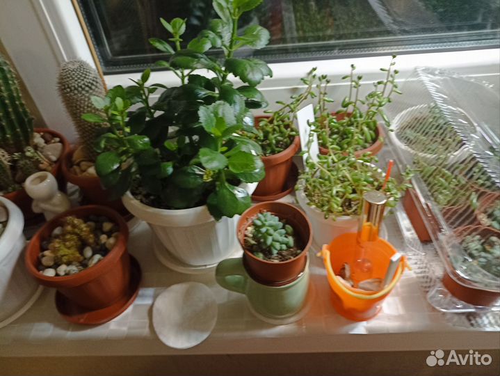 Домашние цветы в горшках