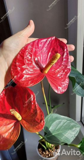 Антуриум Джамбо ред