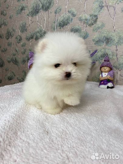 Померанский шпиц мини
