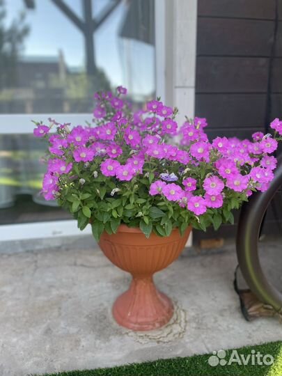 Рассада петунии