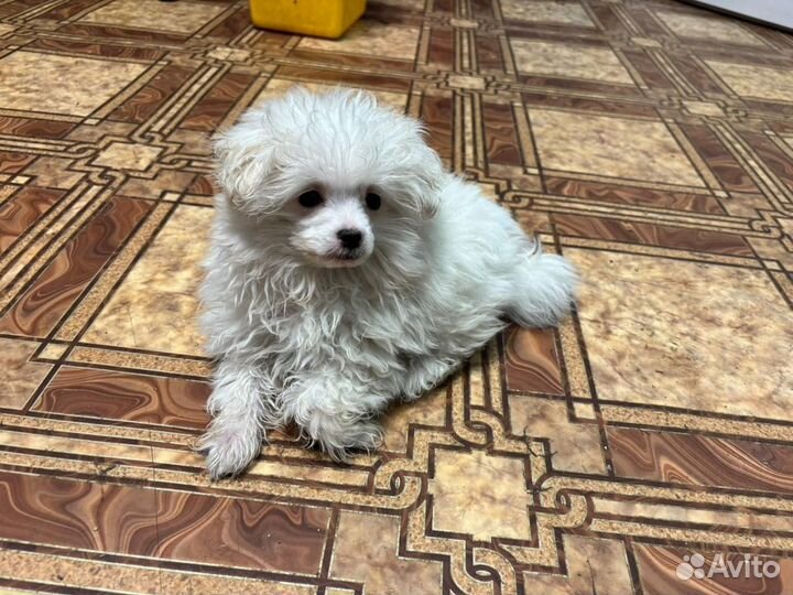 Щенки помапу